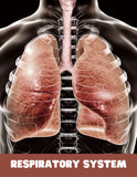 Human Respiratory System Unit Study
