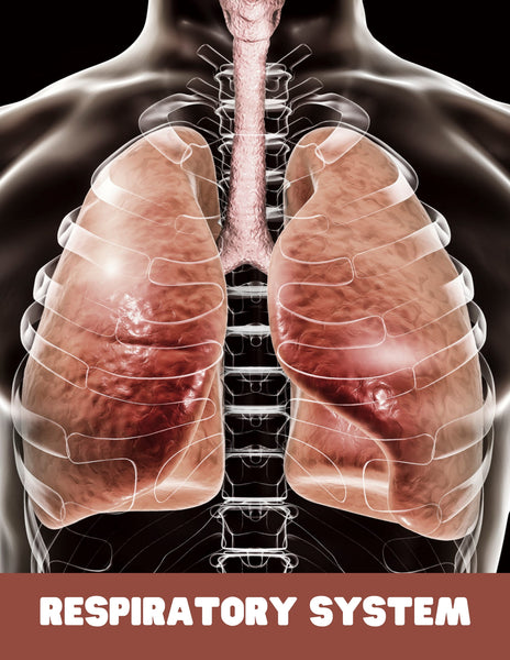 Human Respiratory System Unit Study