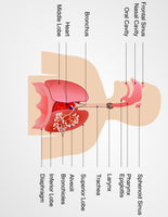 Human Respiratory System Unit Study