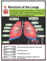 Human Respiratory System Unit Study