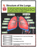 Human Respiratory System Unit Study