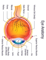 Human Eye Unit Study