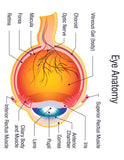 Human Eye Unit Study