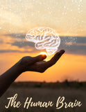 Human Brain Unit Study