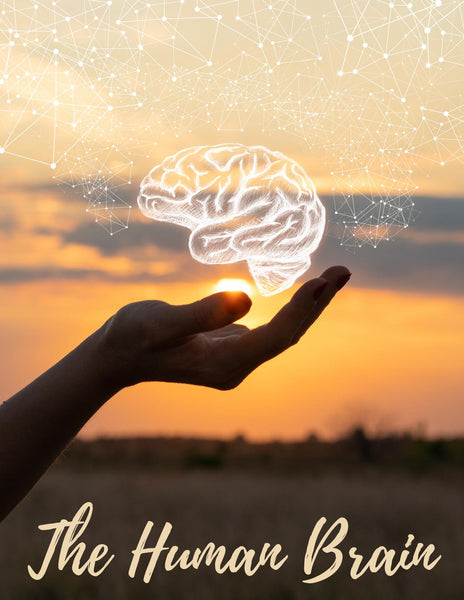 Human Brain Unit Study