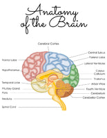 Human Brain Unit Study