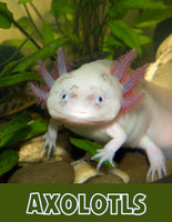 Axolotl Unit Study