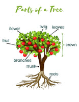 Arbor Day Unit Study