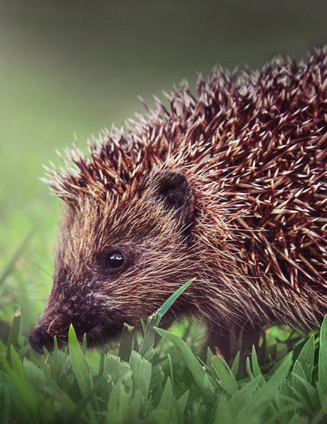 Hedgehogs Unit Study