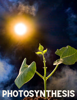 Photosynthesis Unit Study