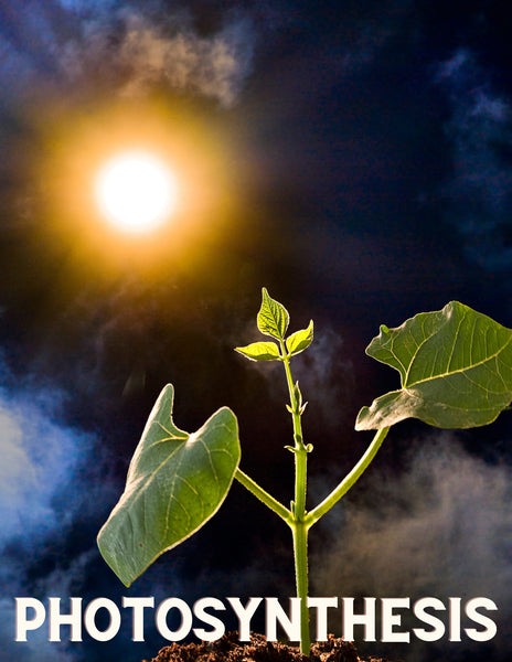 Photosynthesis Unit Study