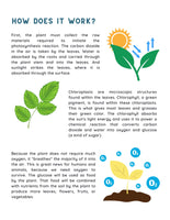 Photosynthesis Unit Study