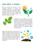 Photosynthesis Unit Study