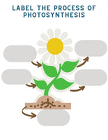 Photosynthesis Unit Study