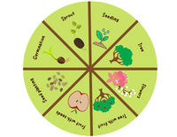 Apple Life Cycle Wheel