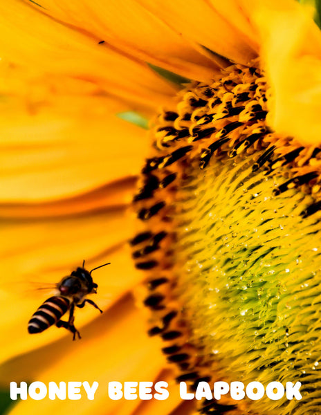 Honey Bees Lapbook